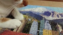 Ray, The Blind Cat Finishes Puzzle