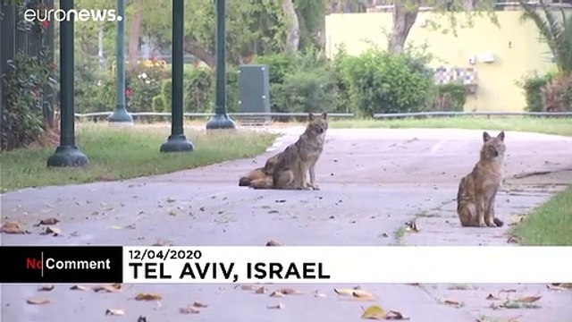 Day of the Jackal: Lockdown quiet brings out wild animals in Tel Aviv