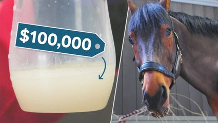 Why thoroughbred horse semen is the world's most expensive liquid