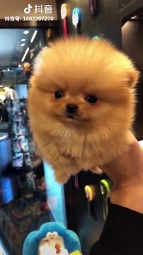 Cute baby animals Videos Compilation cutest moment of the animals - Cutest Puppies and Cats