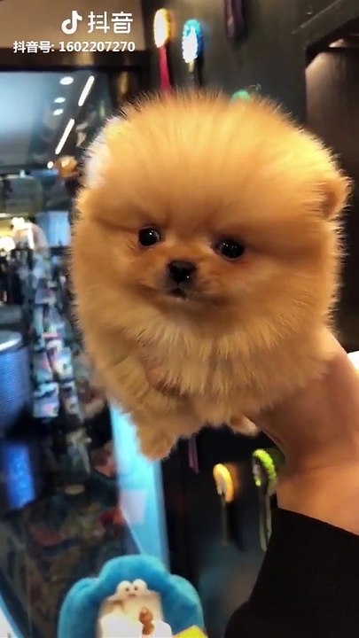 Cute baby animals Videos Compilation cutest moment of the animals - Cutest Puppies and Cats