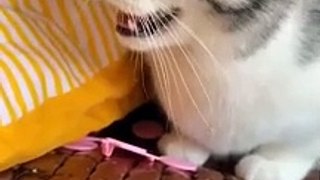 Cute baby animals Videos Compilation cutest moment of the animals - Cutest Puppies and Cats