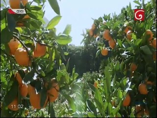 Aasa (71)- 14-04-2020