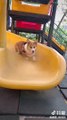 Cute baby animals Videos Compilation cutest moment of the animals - Cutest Puppies and Cats
