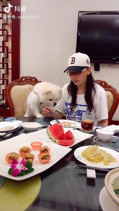 Cute baby animals Videos Compilation cutest moment of the animals - Cutest Puppies and Cats