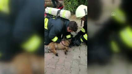 Yangın çıkan evdeki köpekler kalp masajıyla kurtarıldı