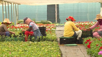 التداعيات السلبية لكورونا تطال مزارعي المغرب