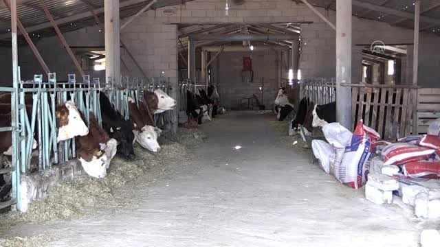 Ücretsiz süt dağıtan mandıracı: İneklerimizi devlet vermişti, şimdi bizim verme zamanımız