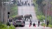 Breathtaking moment herd of elephants hold up traffic to cross road in Thailand