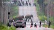 Breathtaking moment herd of elephants hold up traffic to cross road in Thailand