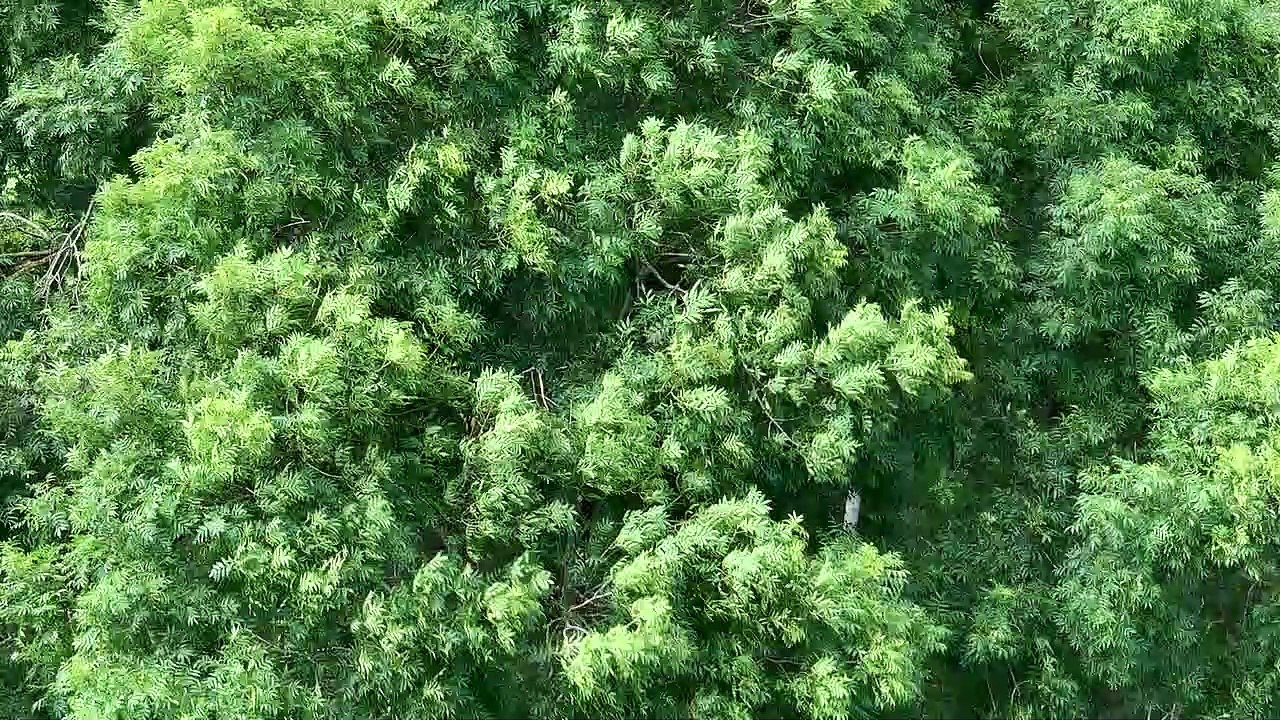 Trees