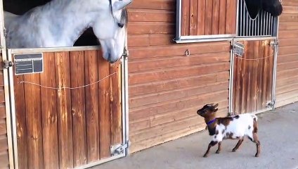Baby Goat Plays With Horse