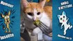 Drôle d'attitude Compilation: Le zapping des chats / Épisode 1 / Funny Fails Cats Moments