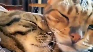 Baby Cats - Cute and Funny Cat Videos Compilation