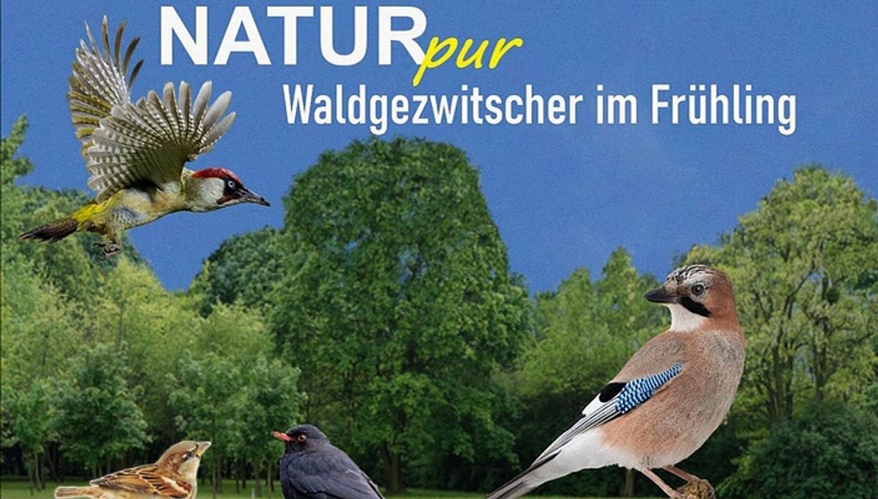 Natur pur: 'Waldgezwitscher im Frühling'