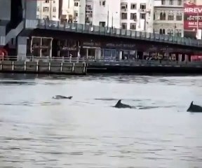 Haliç'te yunus sürprizi!