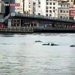 Yunus sürüsü Galata Köprüsü'ne kadar geldi