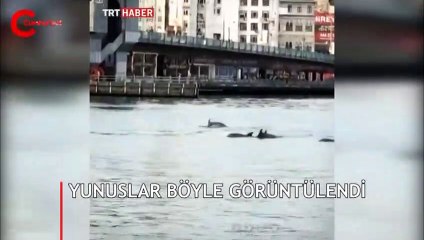 Yunus sürüsü Galata Köprüsü'ne kadar geldi