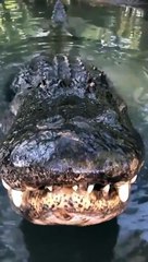 Découvrez le son d’un alligator mâle adulte et comment il produit le son.