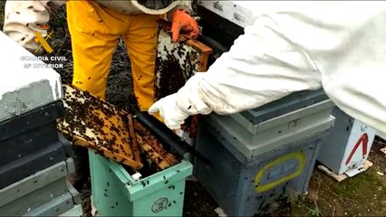 Detenido por robar más de 200 colmenas en Sevilla