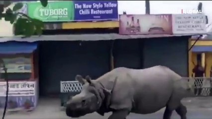 Sokağa çıkanlara gergedan müdahalesi!