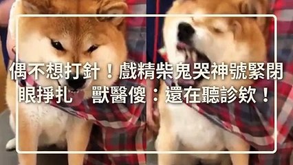 petmao_nownews-copy4-20200415-20:59