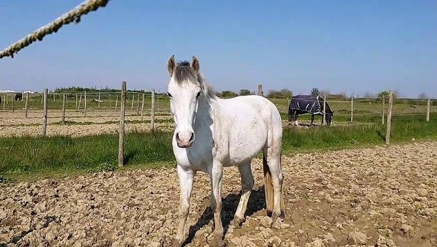 Bounty au Paddock aux Ecuries du Petit Chesne