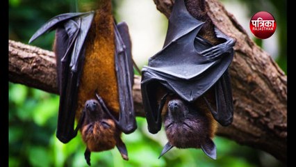 भारतीय चमगादड़ की दो प्रजातियों में मिला Bat Corona Virus