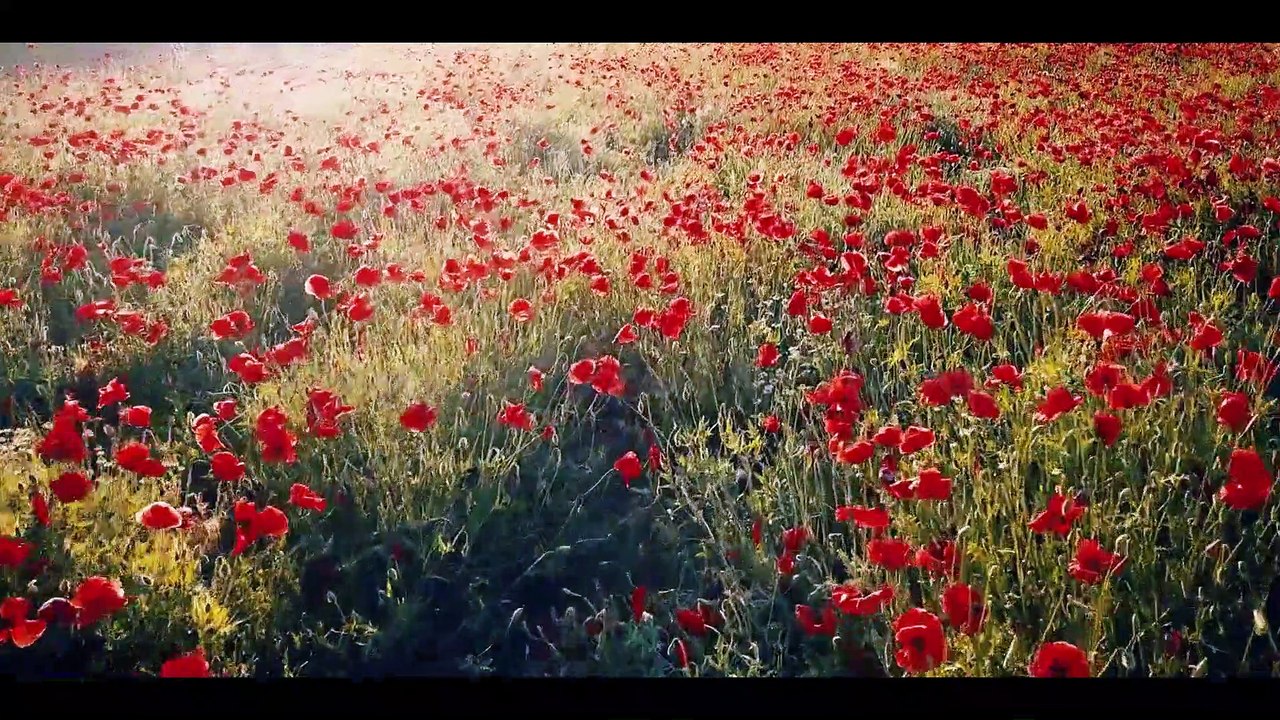 Aerial View of Beautiful Flower Fields I Drone View of Amazing Flower Field I Beauty of Fruit & Flower