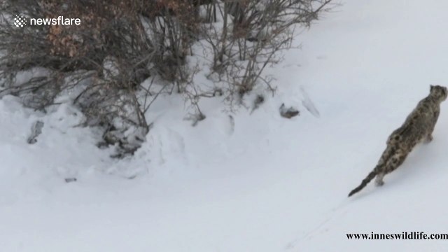 Rare footage shows snow leopard roaming in the Himalayas