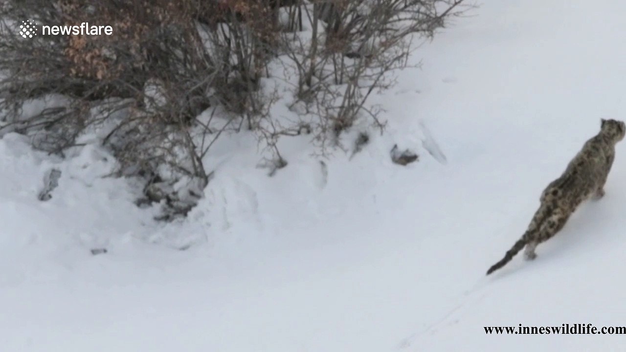 Rare footage shows snow leopard roaming in the Himalayas