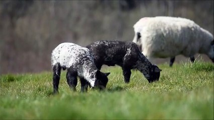 Two baby lambs frolicking in Arundel Park