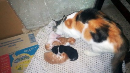 Mother Cleans Her Born Kitties