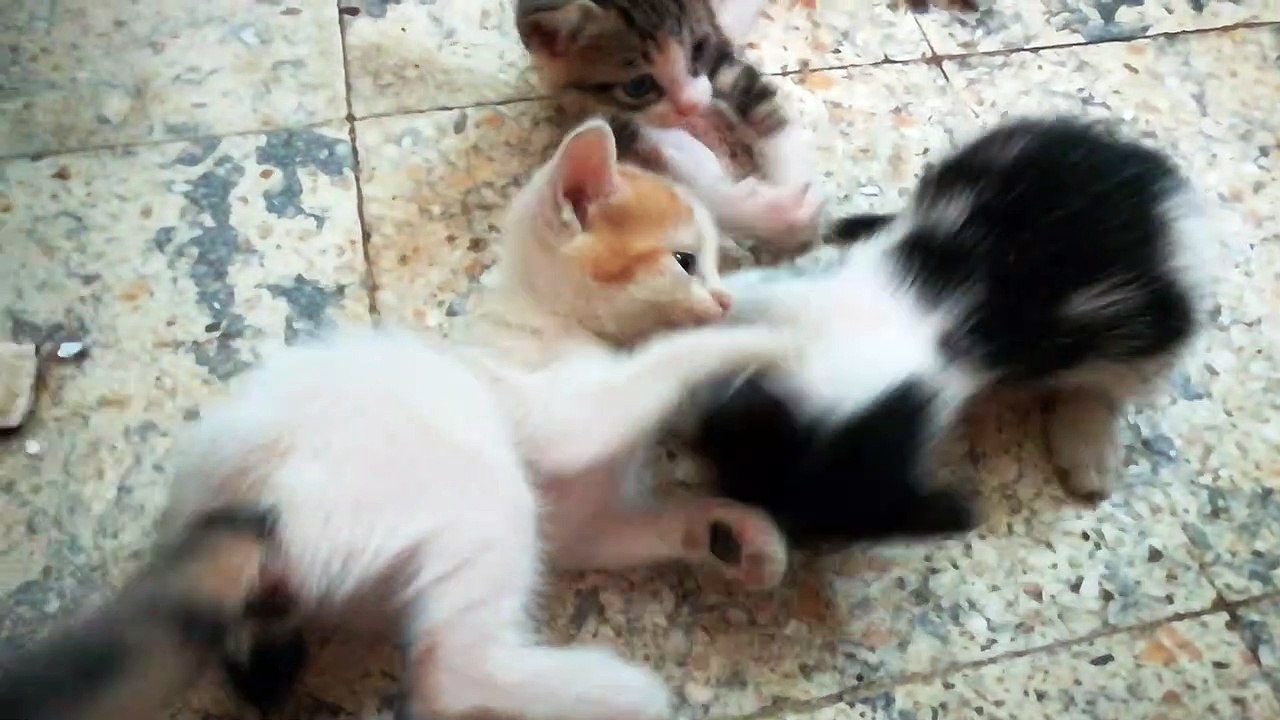 Triplets kitty fight