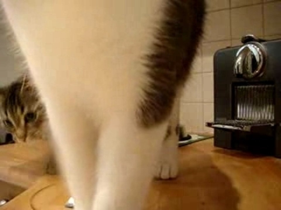 Bianca et Gribouille qui ont faim