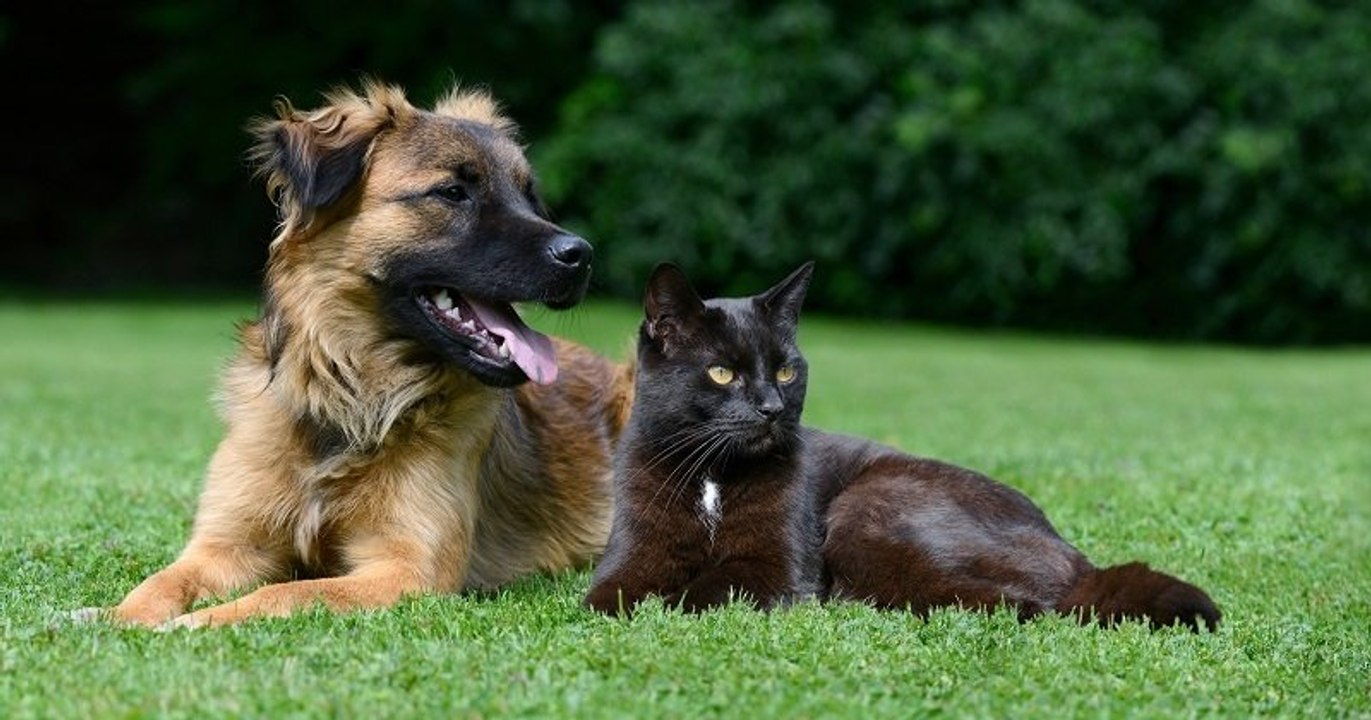 L'Angleterre met fin à la vente de chiens et chats en animalerie