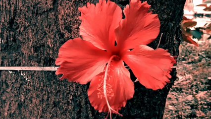 অজানা কান্না ! - 1 Minute Horror Short Film by Mind Fresh | Ojana Kanna | Lockdown | 2020