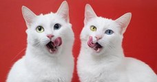 Ces deux chats jumeaux aux yeux vairons sont magnifiques