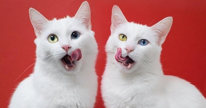 Ces deux chats jumeaux aux yeux vairons sont magnifiques