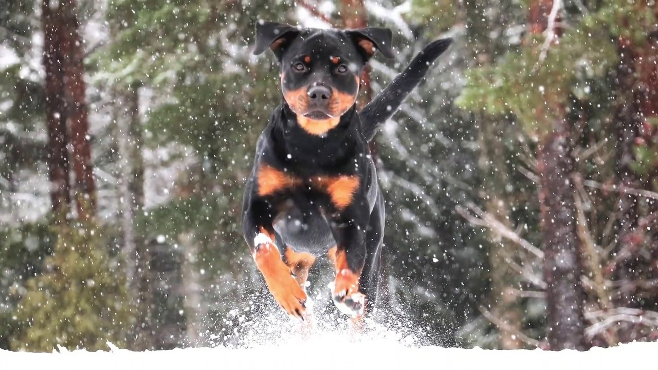 10 Most Powerful Dogs in the World