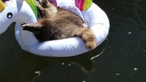 Raccoon Floats and Eats Ice Cream On Inflated Unicorn Floater