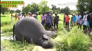 हाथी को कैसे रेस्क्यू और इलाज किया जाता है।