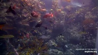 पानी के अंदर सीसीटीवी कैमरा का रिकॉर्डिंग