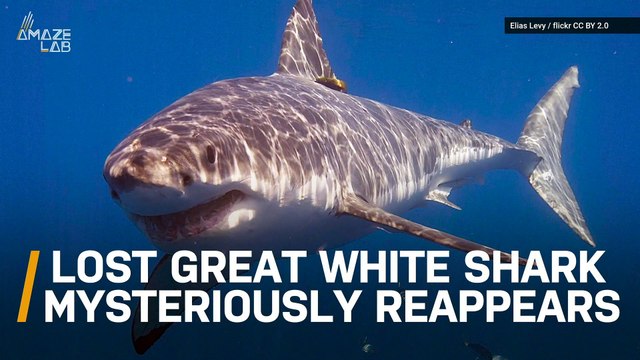 Great White Shark Mysteriously Appears After Evading Researchers for a Year