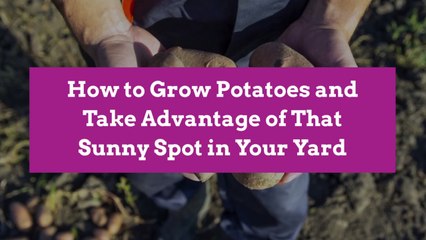How to Grow Potatoes and Take Advantage of That Sunny Spot in Your Yard