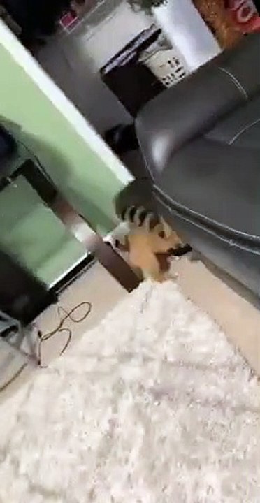 Catch maison entre.. un chiot et un raton laveur !