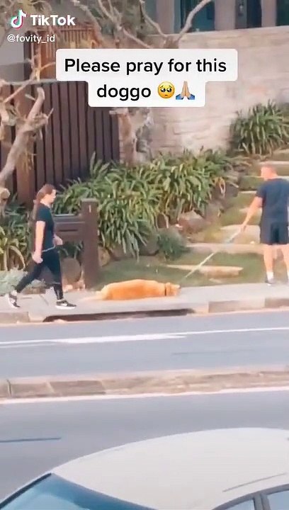 Son chien n'en peut plus du confinement et ne veut pas rentrer de la promenade !