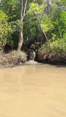 Ils surprennent un crocodile en train d'escalader une chute d'eau