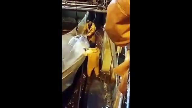 Ces pêcheurs capturent un énorme poisson dans leur filet