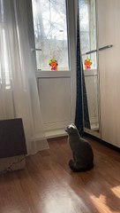 Window-Seeking Cat Surprised by Tin Foil